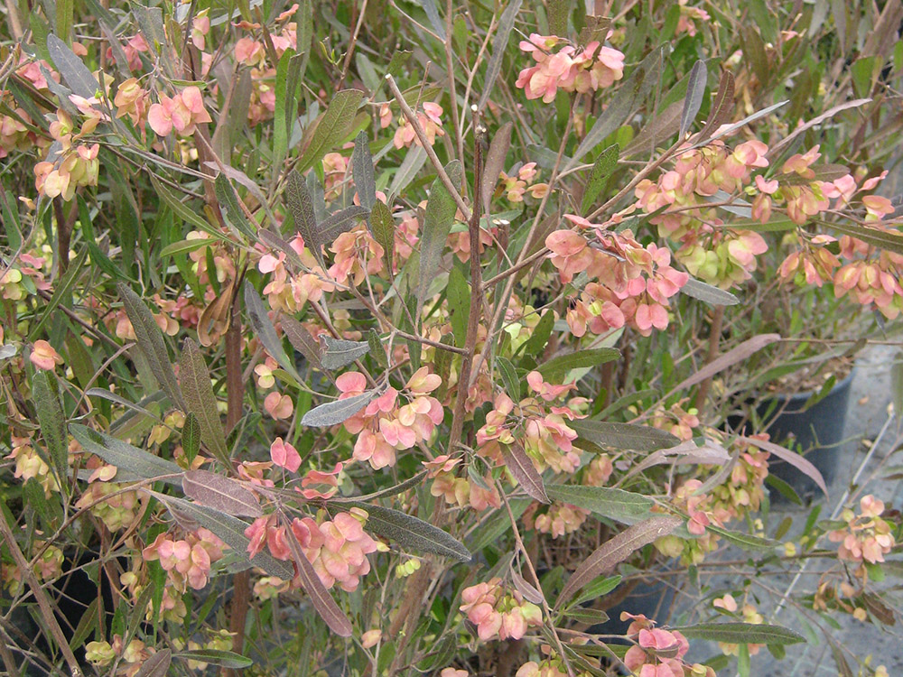  Viscosa Purpurea v.19 01.2016